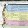 Spinal Chart wide